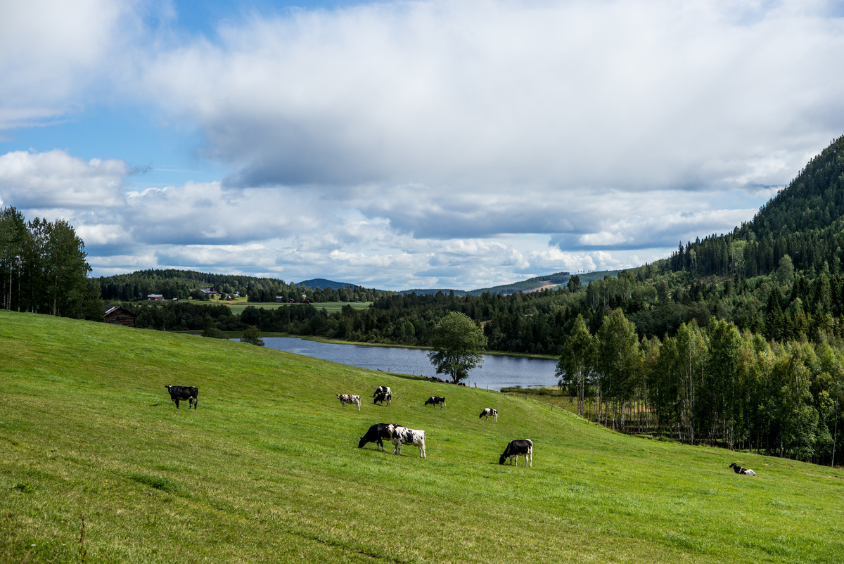 svagadalen.jpg