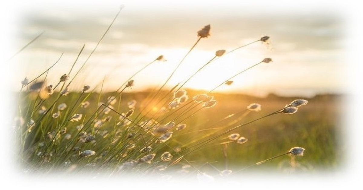 Vass_mjuka kanter - Soc.medier.jpg