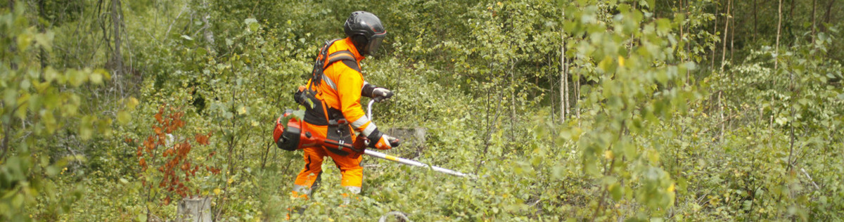 Röjning i skogen.jpg