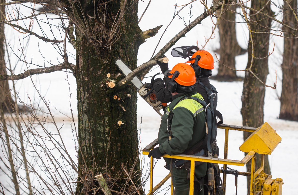 46654889-spring-pruning-workers-sawed-off-tree-branches-in-the-park.jpg