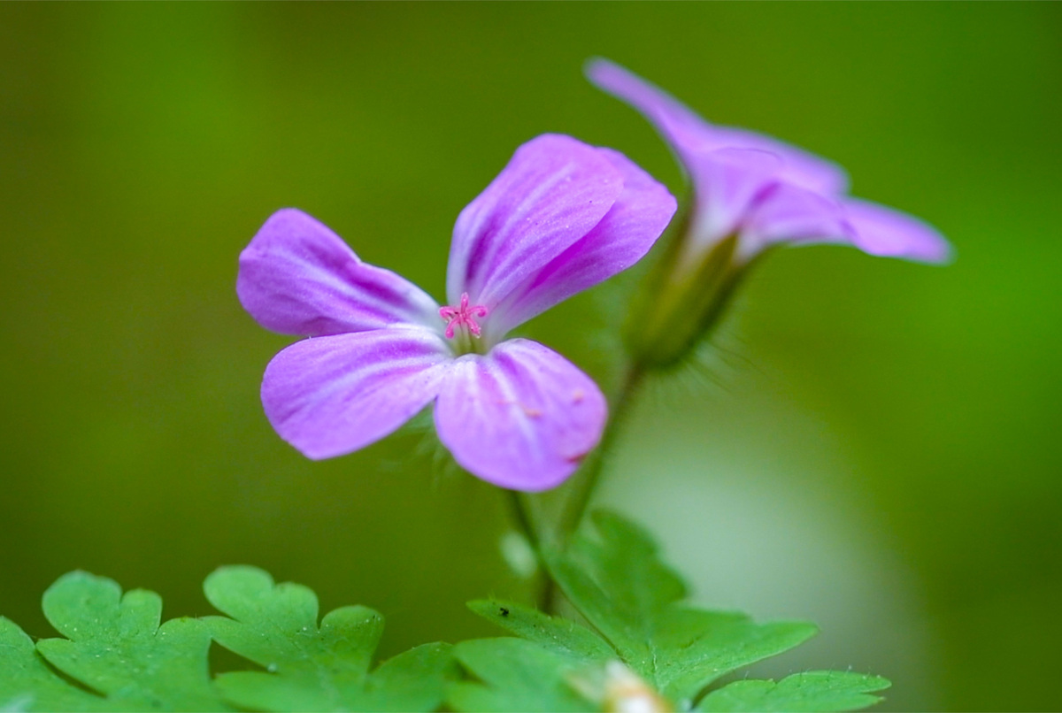 blomma8.jpg