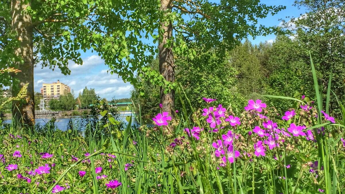 Midsommarblomster.JPG