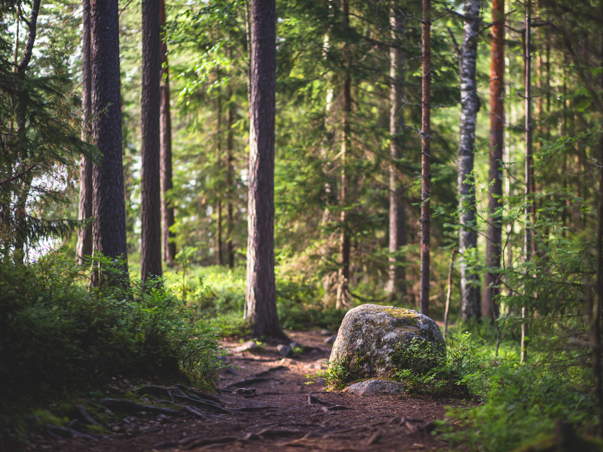 Skogsstid med en sten