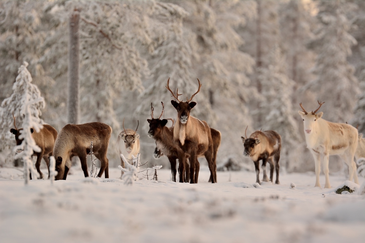 Ett gäng nyfikna renar i tallskog klädd i snö.