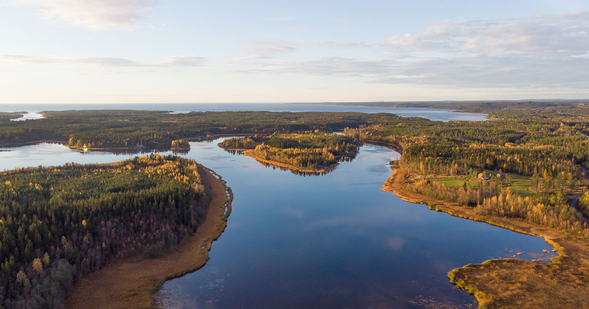 Bild över skog och hav